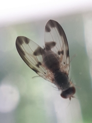 Palloptera umbellatarum