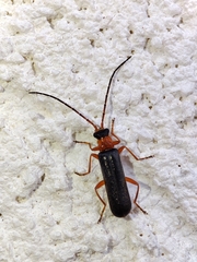 Rhagonycha varians