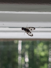 Palloptera umbellatarum