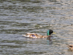 Anas platyrhynchos