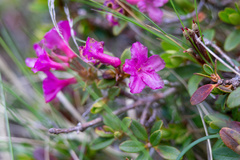 Rhododendron kotschyi