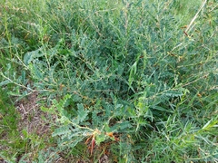 Caragana microphylla