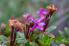 Rhododendron kotschyi