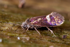 Heringocrania unimaculella