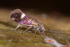 Heringocrania unimaculella