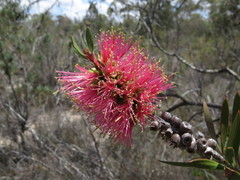 Melaleuca wimmerensis