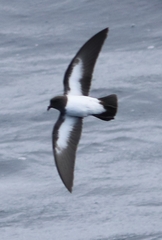 Fregetta grallaria