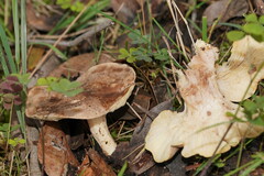 Leucopaxillus eucalyptorum