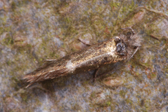 Eriocraniidae