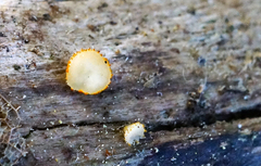 Arachnopeziza aurelia