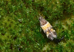 Triclonella determinatella