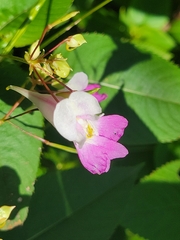 Impatiens balfourii
