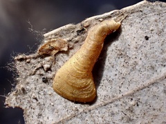 Creiis corniculatus