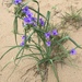 Western Spiderwort - Photo (c) waygo, some rights reserved (CC BY-NC)