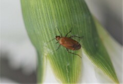 Plagiognathus arbustorum