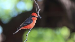 Pyrocephalus rubinus