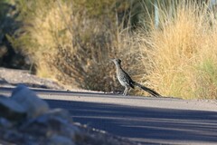Geococcyx californianus