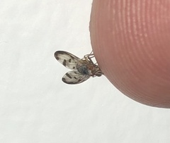 Palloptera umbellatarum