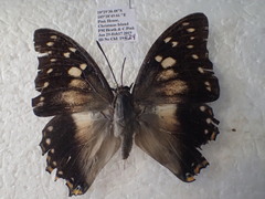 Polyura andrewsi