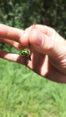 Somatochlora flavomaculata