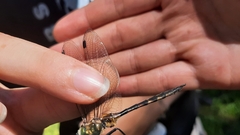 Somatochlora flavomaculata