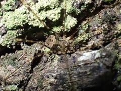 Neopantopsalis pentheter