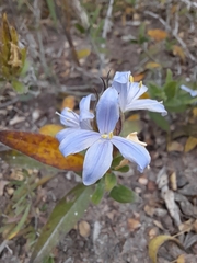 Megalochlamys revoluta