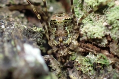 Neopantopsalis pentheter