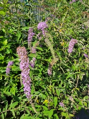 Buddleja davidii