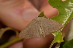 Cyclophora obstataria