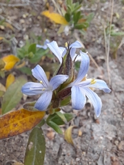 Megalochlamys revoluta