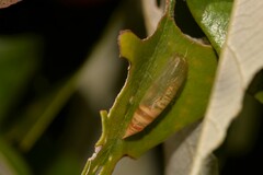 Cyclophora obstataria