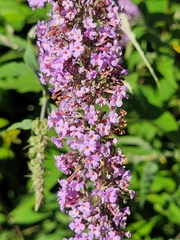 Buddleja davidii