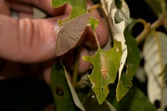 Cyclophora obstataria