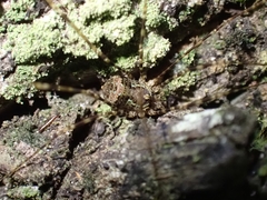Neopantopsalis pentheter