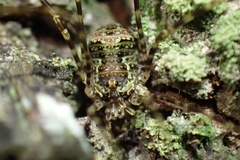 Neopantopsalis pentheter