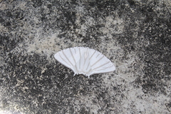 Urapteroides astheniata