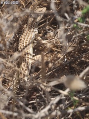 Acanthodactylus schreiberi
