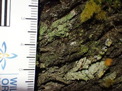 Neopantopsalis pentheter