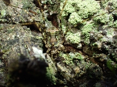 Neopantopsalis pentheter