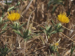 Centaurea procurrens