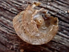 Microxeromagna lowei