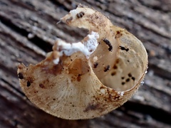 Microxeromagna lowei