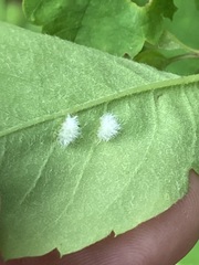 Blaesodiplosis canadensis