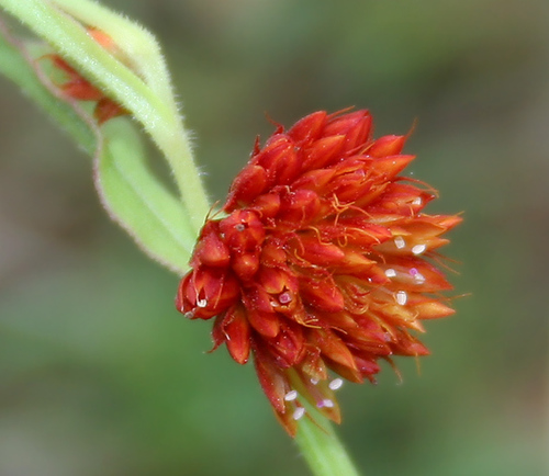 Allmania nodiflora
