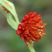 Allmania nodiflora - Photo (c) J.M.Garg, alguns direitos reservados (CC BY)