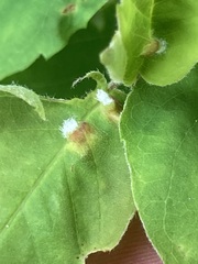 Blaesodiplosis canadensis