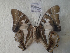 Polyura andrewsi