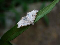 Prolophota trigonifera