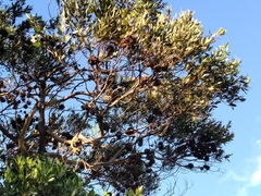 Eucalyptus conferruminata